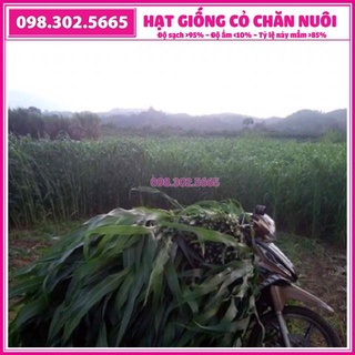 Hạt giống cỏ ngọt chăn nuôi 0,5kg