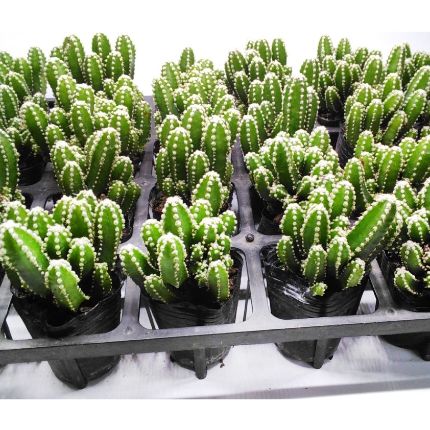 Xương rồng thanh sơn size 6-8cm🌵Hư 1 đổi 1🌟Bao hư hỏng