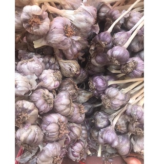 Tỏi tía ta 2kg loại 1, tỏi tía bắc, Kinh Môn Hải Dương