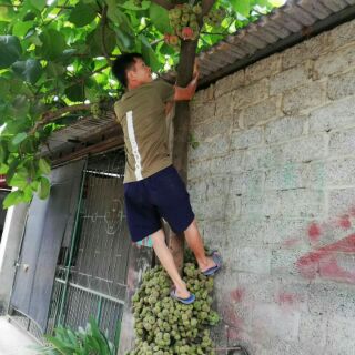 Cây Vả mật giống ( sung vả)