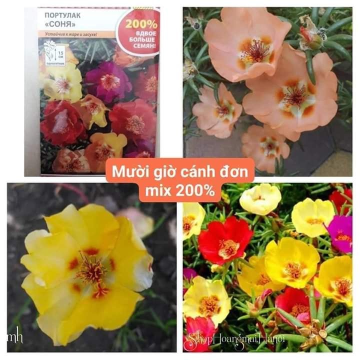 HẠT GIỐNG HOA 10 GIỜ CÁNH ĐƠN 5GRAM KHOẢNG 400--500 HẠT