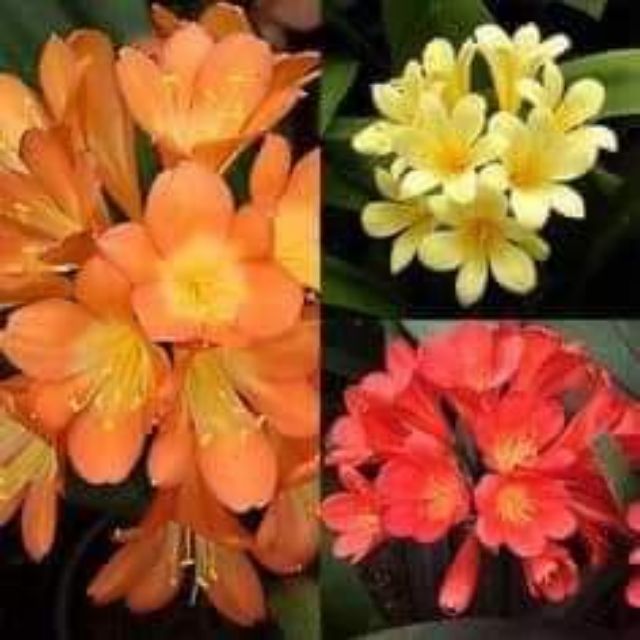 Hoa Lan Quân Tử Siêu Đẹp