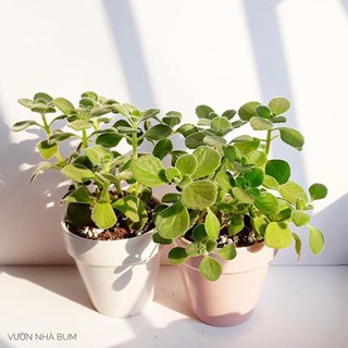 Nhất mạt hương (Cây giống)🌿