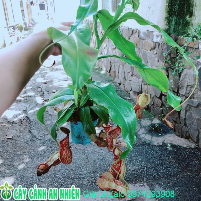 Cây Nắp Ấm
