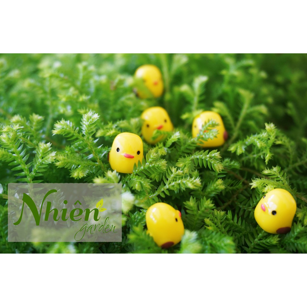 [Hình thật] GÀ CON - Phụ kiện Terrarium ĐL
