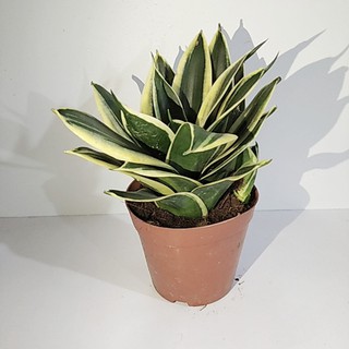 Cây Lưỡi Hổ Thái Mini Để Bàn
