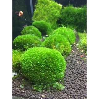 RÊU BÁM ĐÁ MINIFISH [ Trang Trí Thủy Sinh - Tép rất ưa chuộng]