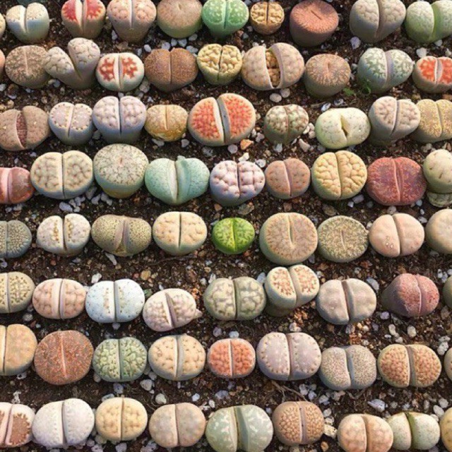 [MUA 10 TẶNG 1] SEN ĐÁ LITHOPS SIZE 0,5~3 CM ( SEN MÔNG; SEN THẠCH LAN )