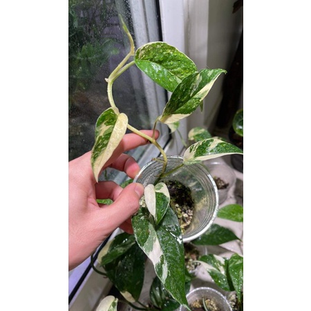 TRẦU BÀ LÁ XẺ EPIPRENUM PINNATUM VARIEGATE