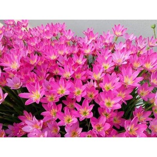 Combo 100 huệ mưa trắng, hồng
