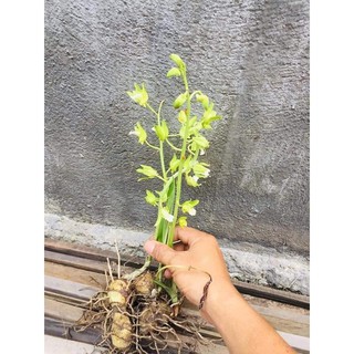 củ địa lan luân 4 màu