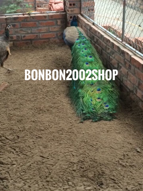 30 lông công loại đẹp 88-100cm mắt to đại | BigBuy360 - bigbuy360.vn