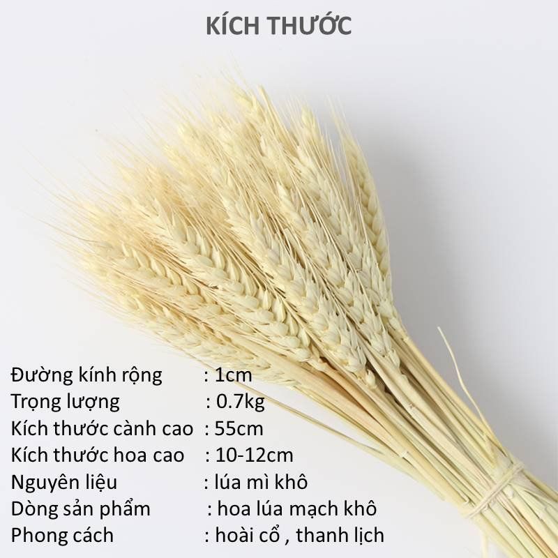 Hoa khô trang trí Hoa lúa mạch khô trang trí, decor Vintage