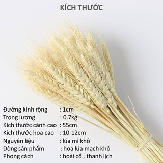 Mua Hoa khô trang trí Hoa lúa mạch khô trang trí  decor Vintage