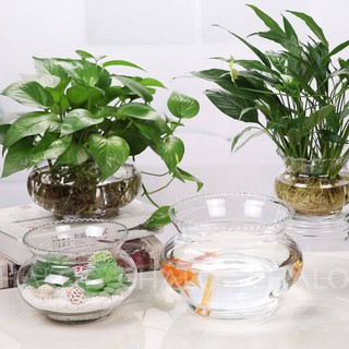 Cóng cá thủy tinh trang trí - 18cm & 25cm