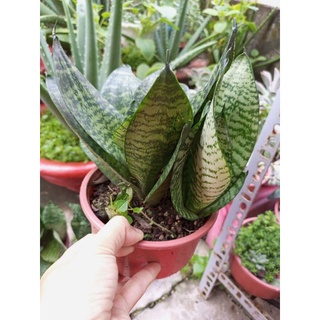 Bụi cây lưỡi hổ (cao khoảng 18cm)