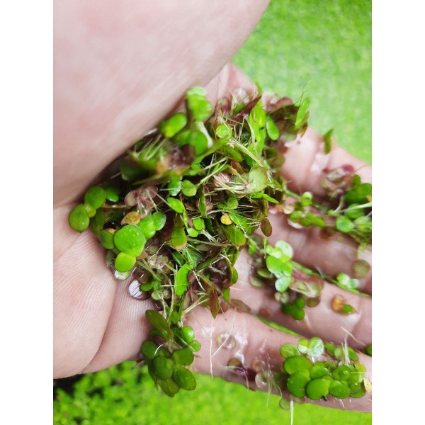 100g Bèo Tía Rễ Đỏ 🌱🍀☘️  - Oxy hóa, khử nitơ cho bể cá - Làm thức ăn bổ sung cho gia xúc vật nuôi thay thế rau xanh