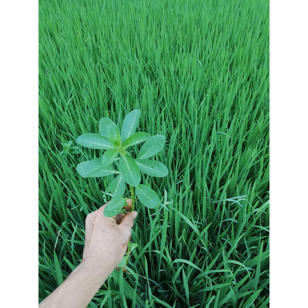 5cây giống cây dừa nước - cây thủy sinh