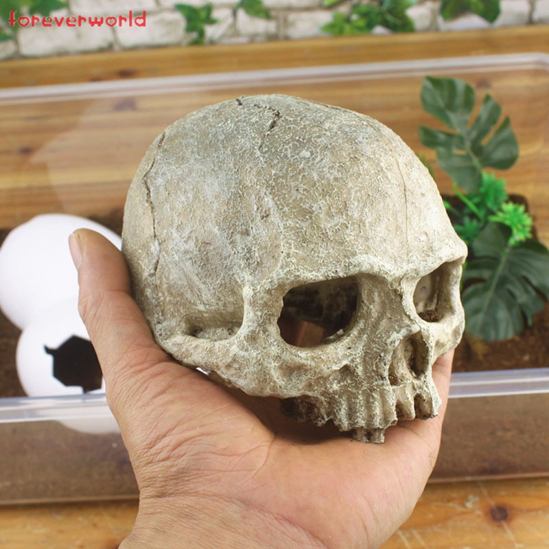 Mô Hình Đầu Lâu Độc Đáo Dùng Để Trang Trí Làm Đẹp Cho Bể Cá