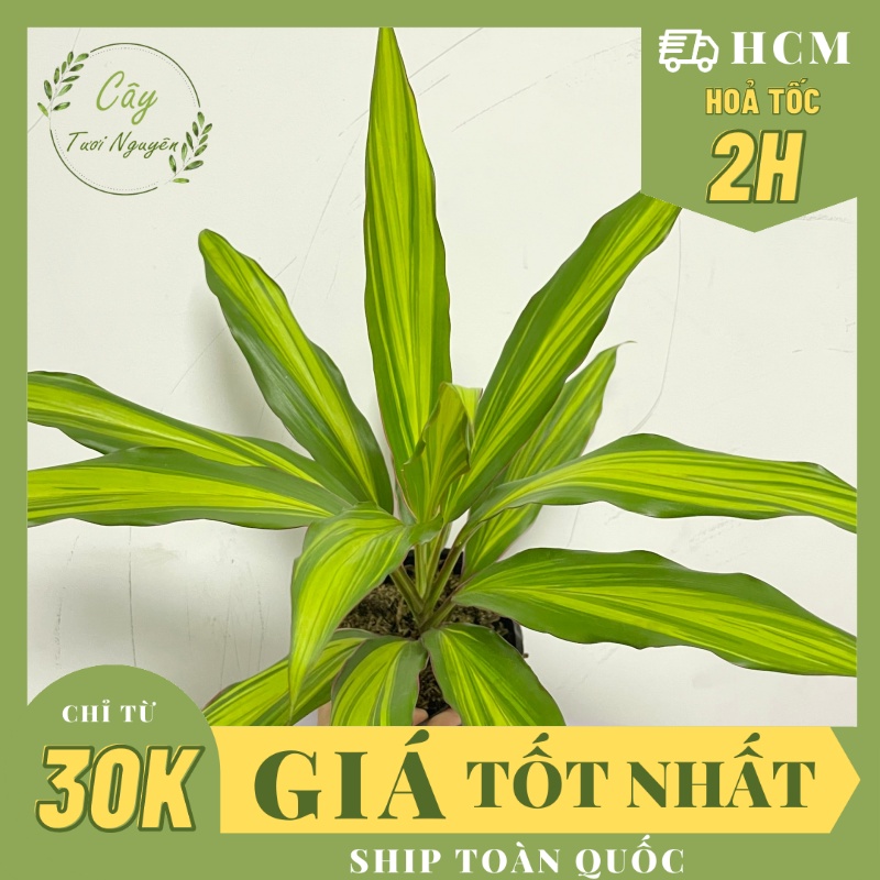 CÂY PHÁT TÀI HOÀNG KIM ,, phong thuỷ để bàn mini GIÁ RẺ, lọc không khí, Cây Tươi Nguyên CTN1100