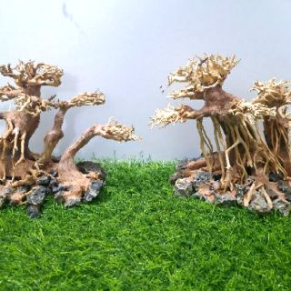 LŨA BON SAI 3 Thân cấy rêu ( N23cm C16c-sâu 10cm)