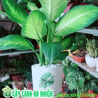 Chậu Cây Vạn Niên Thanh