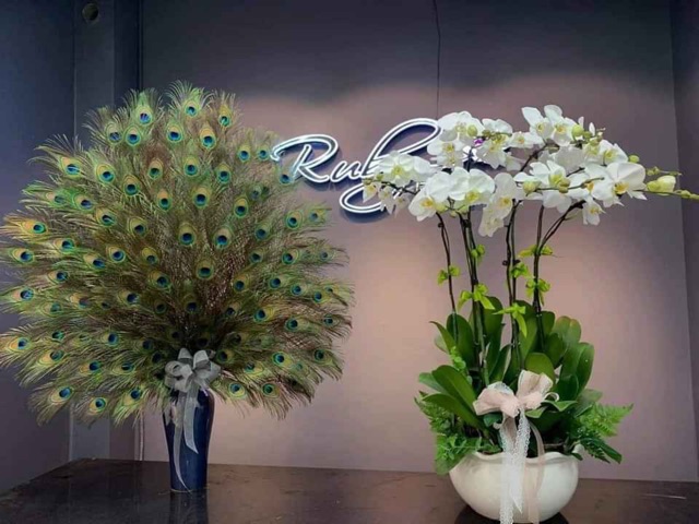 Combo 30 cành lông công 100cm loại mắt vừa | BigBuy360 - bigbuy360.vn