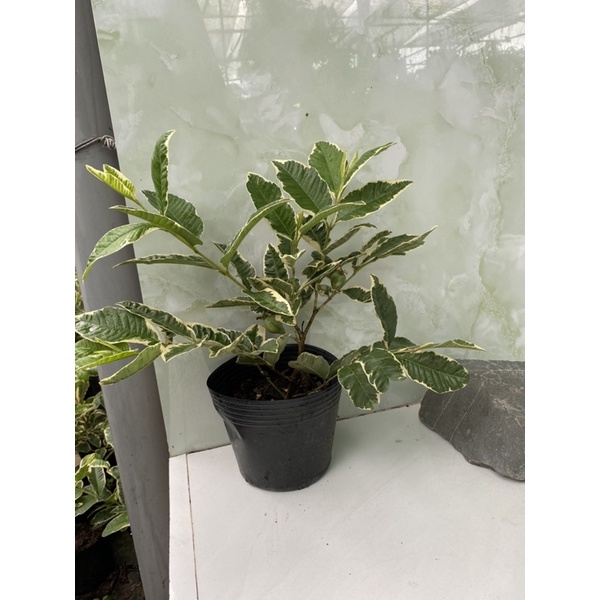 Cây ổi lá cẩm thạch