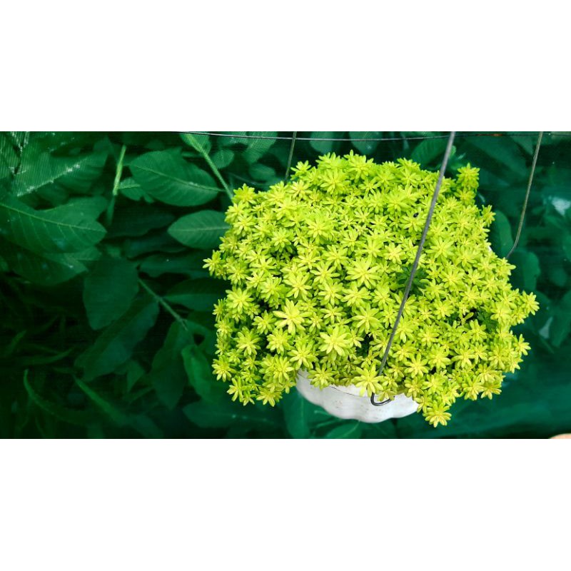 Sen đá Sedum Vàng/Xanh