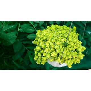 Sen đá Sedum Vàng/Xanh - Hư 1 đổi 1- Cây cảnh trang trí- HOA ĐÁ shop