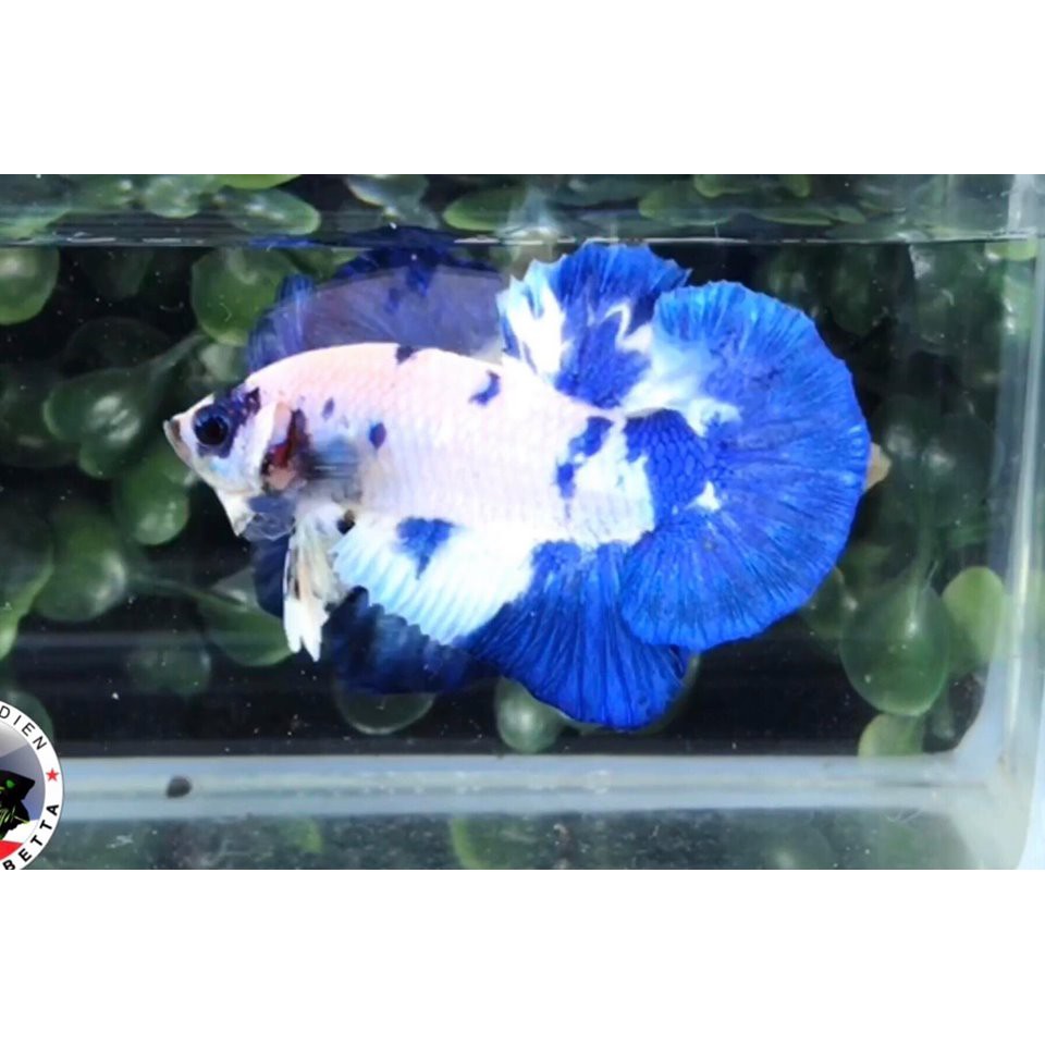 BỘT ZENSU CHĂM SÓC, DƯỠNG CÁ BETTA THÁI LAN 5g