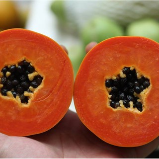 5 HẠT GIỐNG ĐU ĐỦ RUỘT ĐỎ