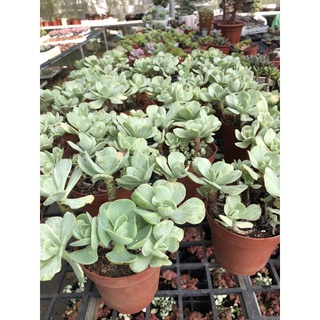 Sen đá Bèo Var 18cm