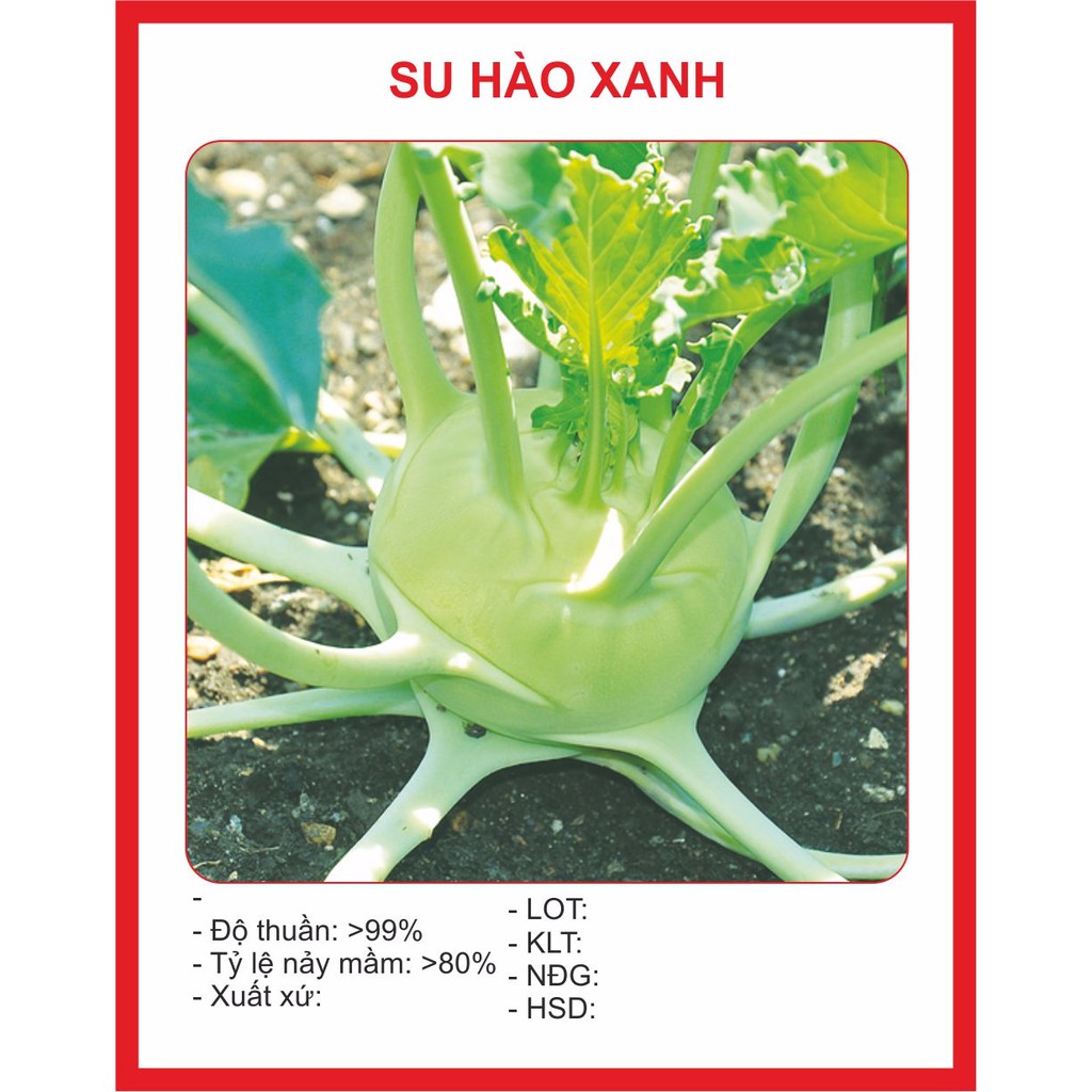 Hạt Giống Su Hào Xanh 0.5gr ~ 100 hạt