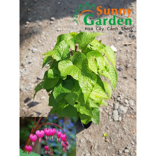 Chậu Cây Giống Hoa Tigon, Cao 20-30cm