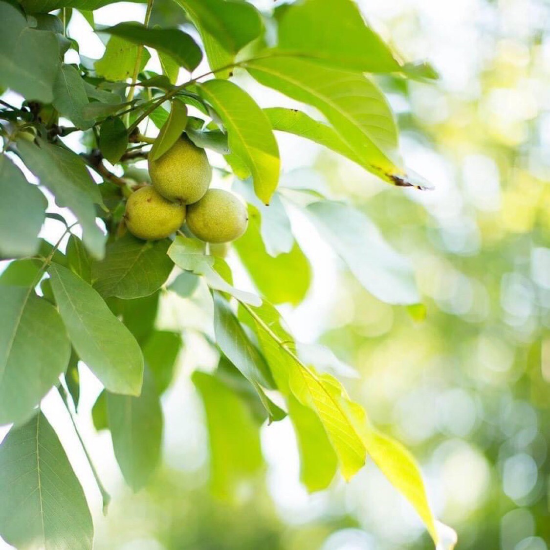 Về nhà mình nhé