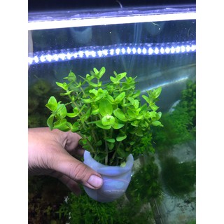 Cây thủy sinh Lệ Nhi (Hậu cảnh)