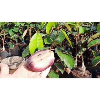 Cây Giống Vú Sữa Mica
