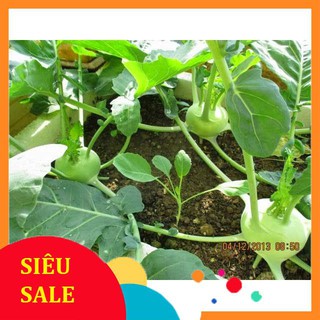 1g hạt giống su hào xanh vietphat