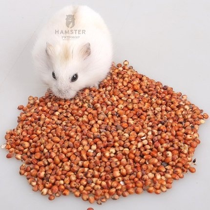 Hạt bo bo cho Hamster, Sóc , Vẹt lọ 90g