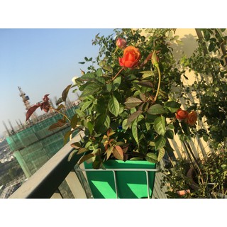 HẠT GIỐNG HOA HỒNG BỤI