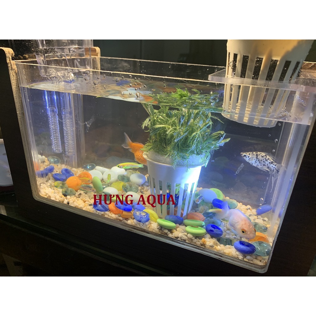 Hồ cá mini, bể cá mini khung gỗ đẹp độc (cả bộ kèm đèn led, lọc thác, ....) thích hợp để bàn làm việc