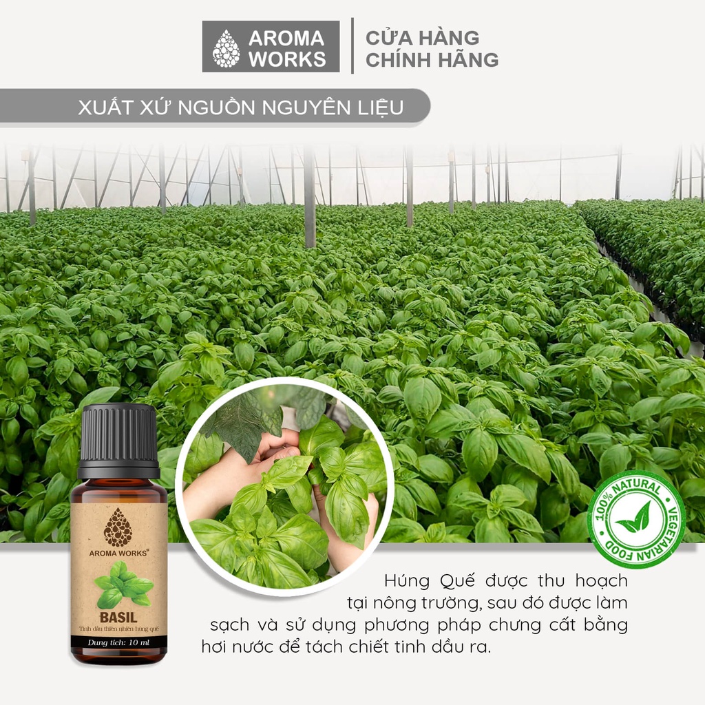 Tinh Dầu Húng Quế Xông Phòng, Khử Mùi, Giảm Mệt Mỏi, Giải Cảm Aroma Works Basil