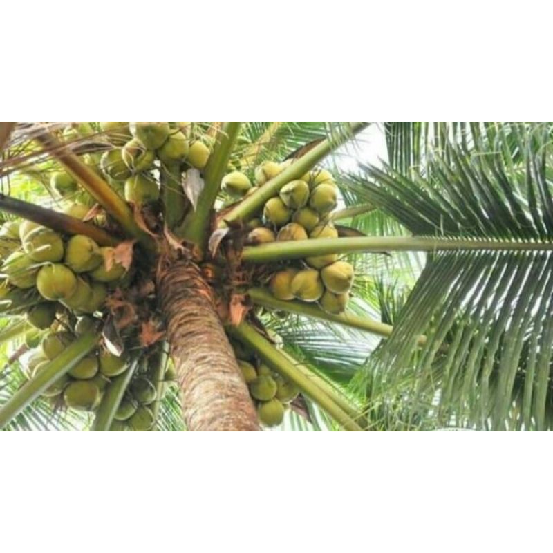 DỪA SÁP CÂY GIỐNG ĐẶC SẢN CẦU KÈTV | BigBuy360 - bigbuy360.vn