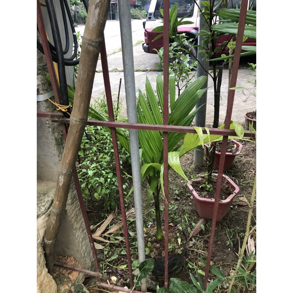 Cây cau ta giống