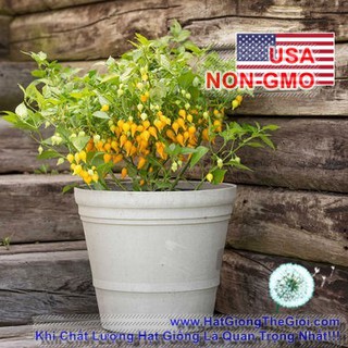 1GRAM 170.HAT Hạt Giống Ớt Kiểng Lùn Biquinho Vàng (KL|)