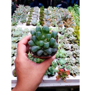 sen đá kim cương Haworthia số 13