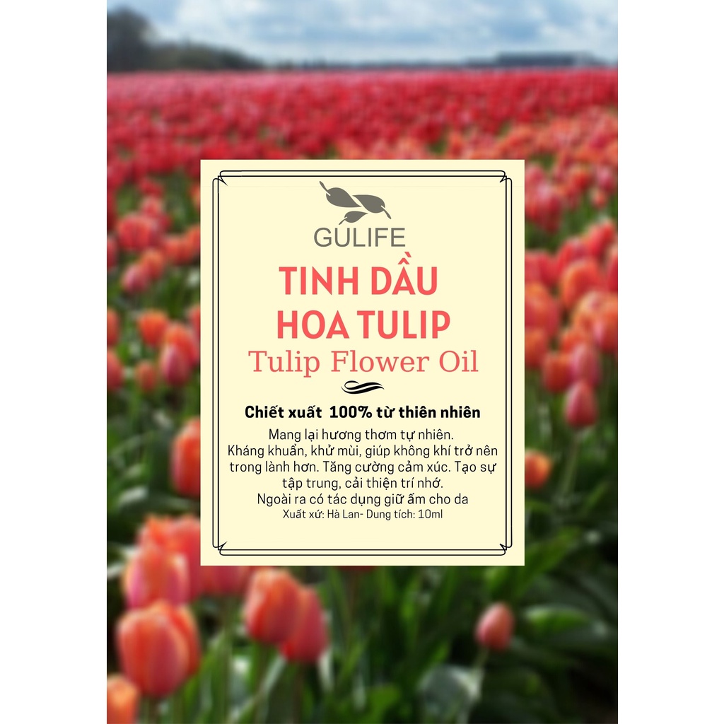 Tinh Dầu Tuylip Chiết Xuất Từ Thiên Nhiên GULIFE - Giảm Căng Thằng, Thơm Phòng &amp; Thư Giãn