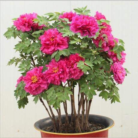 Hạt giống hoa mẫu đơn mix gói 5 hạt : tặng kèm 3 viên nén ươm hạt