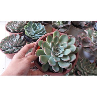 SEN ĐÁ VIỀN ĐỎ